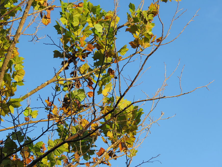 Autumn tree branches with green and yellow leaves against blue sky