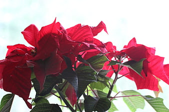 Vibrant Red Poinsettia Flowers Against Bright Background