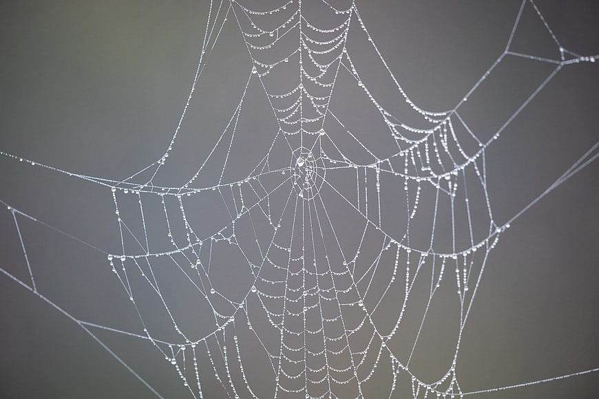 Close-up of spider web with dew drops on gray background