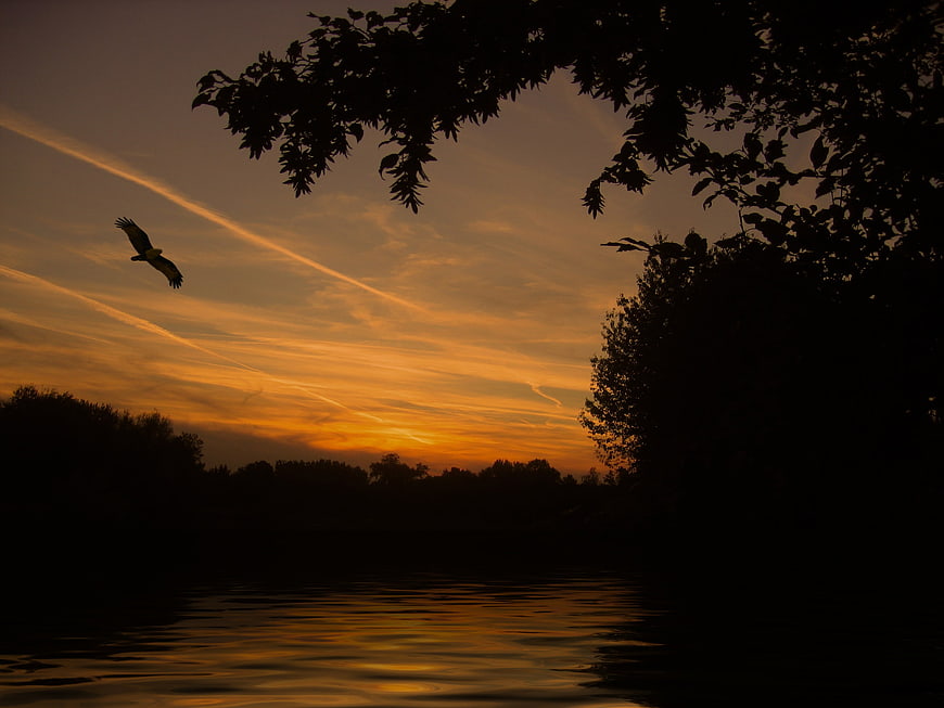 Bird of Prey Silhouette Over Lake at Golden Sunset