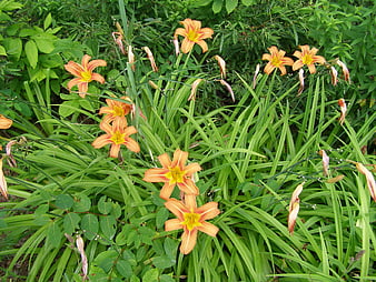 Orange Daylilies Blooming in Lush Green Garden