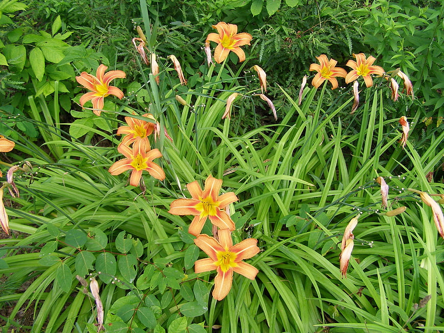 Orange Daylilies Blooming in Lush Green Garden