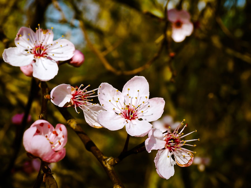 Close-up of delicate pink almond blossoms on a branch