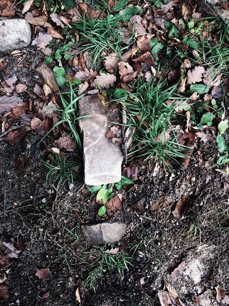 Top view of forest floor with rocks, grass, and fallen leaves