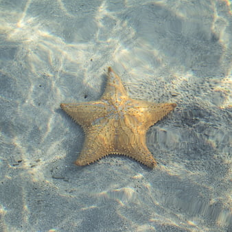 Starfish on sandy ocean floor in shallow water