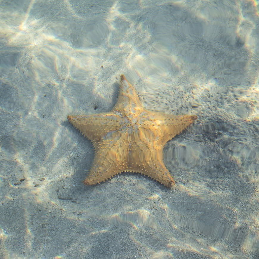 Starfish on sandy ocean floor in shallow water