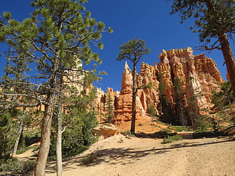 Bryce Canyon Hoodoos and Pine Trees Under Blue Sky