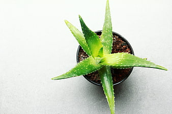 Aloe Vera Plant In Black Pot On White Background