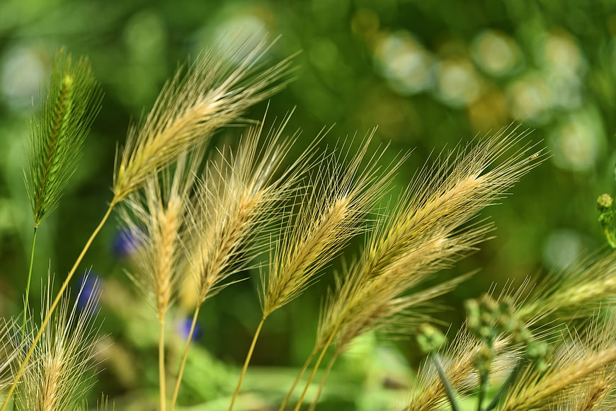 Golden foxtail barley grass heads in summer sunlight