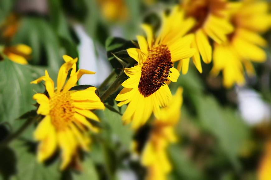 Close-up of vibrant yellow sunflowers in a garden