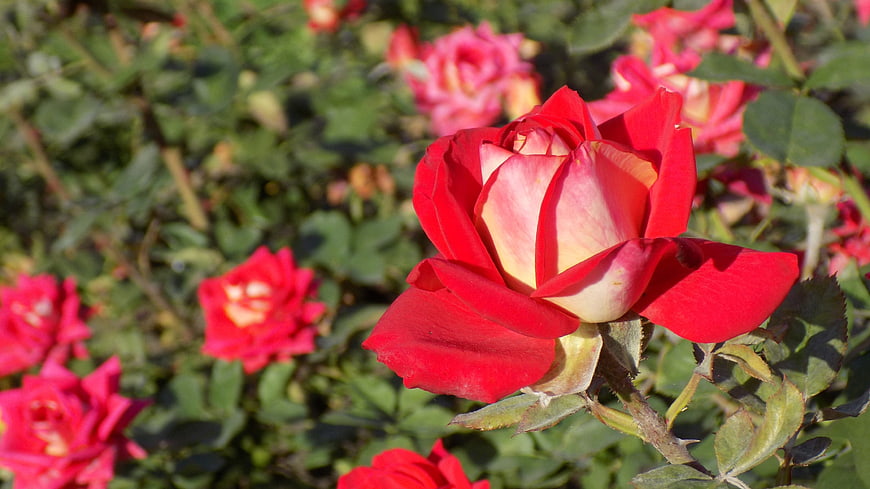Vibrant Red and Yellow Rose Bloom in Garden