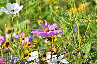 Vibrant Pink Cosmos And White Flowers In A Sunny Meadow