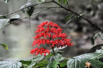 Vibrant Red Clerodendrum Flower in Rainy Forest