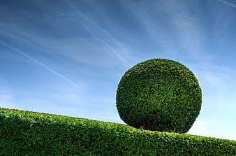Perfectly Round Topiary Bush Against Blue Sky