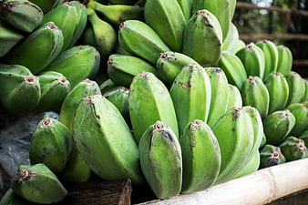 Fresh green cooking bananas stacked in a market display