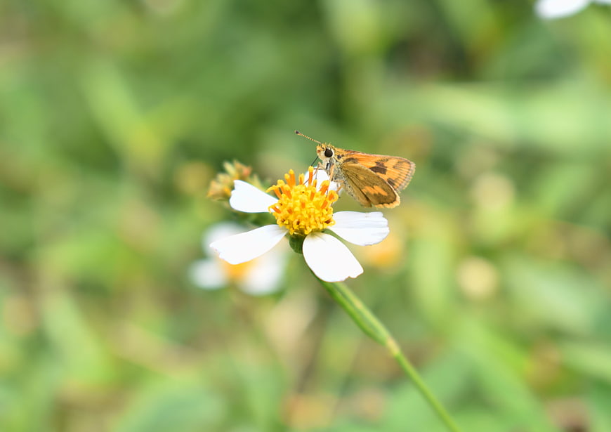 Orange Skipper Butterfly on White Wildflower
