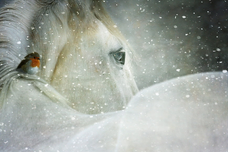White Horse And Robin In Snowfall