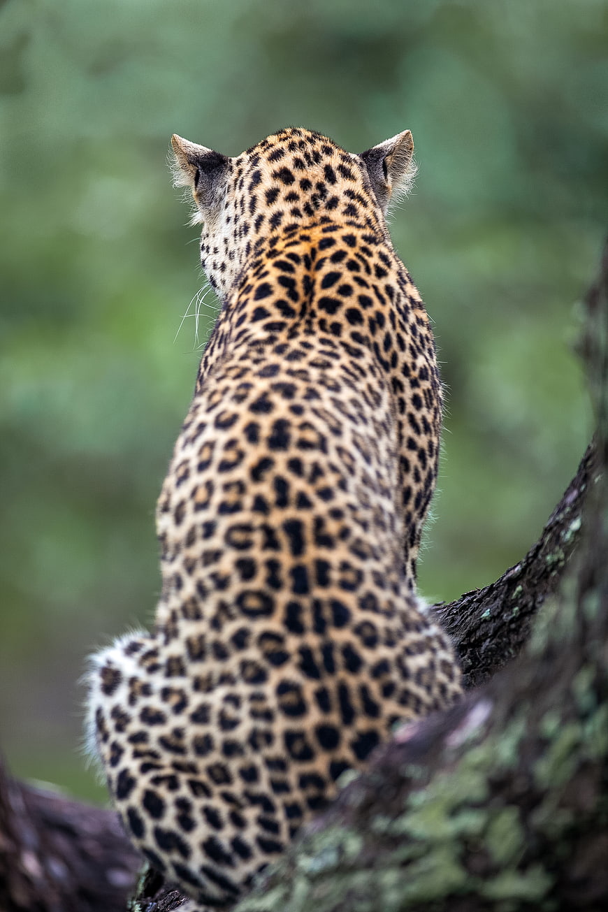 Leopard Sitting in Tree Looking Away in Jungle