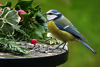 Blue Tit Eating Sunflower Seeds on Bird Feeder