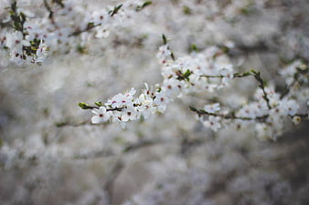 White Blossoms on Branch with Soft Bokeh Background