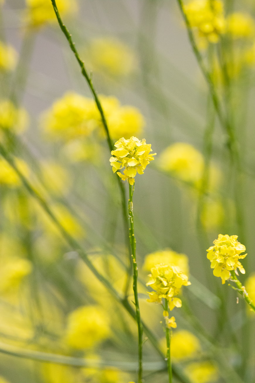 Close-up of yellow wildflowers in a blurred meadow