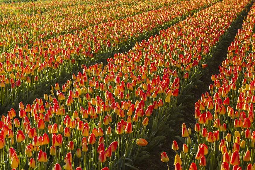 Vibrant Rows of Red and Yellow Tulips in a Spring Field