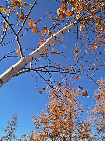 Low Angle View of Birch Tree with Autumn Leaves Against Blue Sky