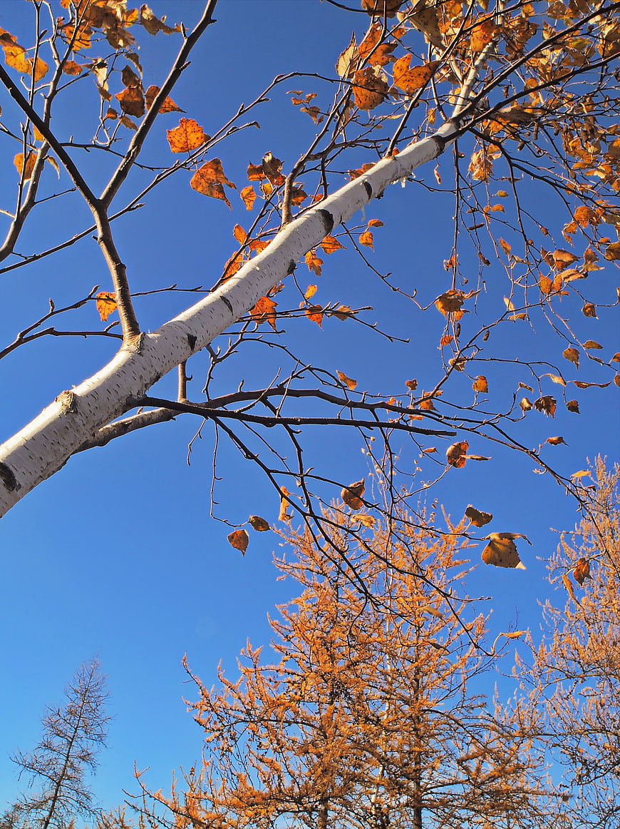 Low Angle View of Birch Tree with Autumn Leaves Against Blue Sky