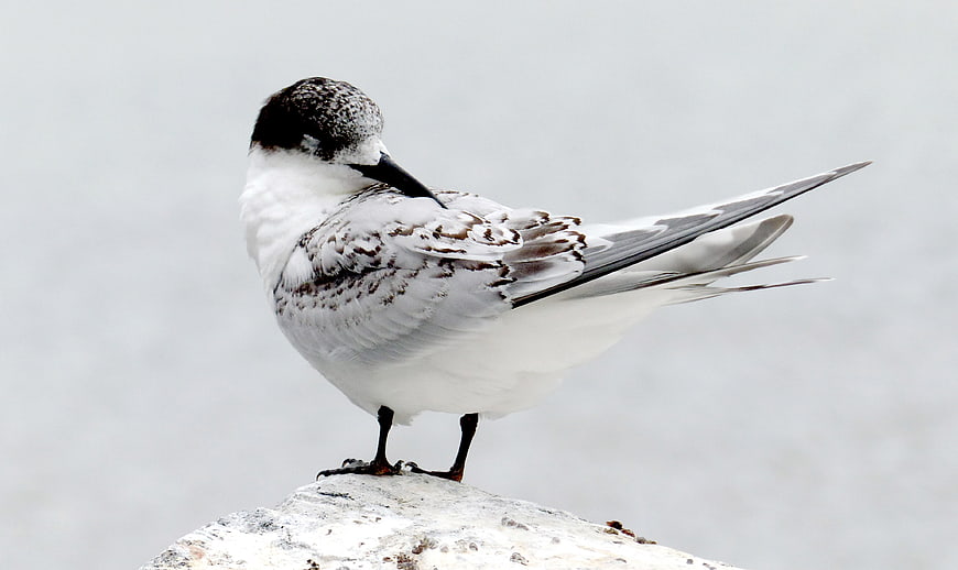 Common Tern Bird Standing on Rock