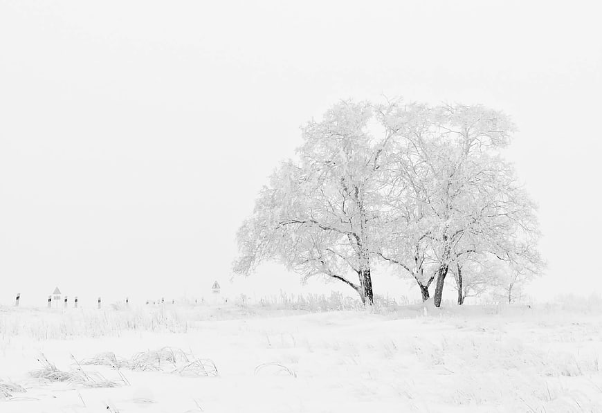 Snow-covered trees in a white winter landscape