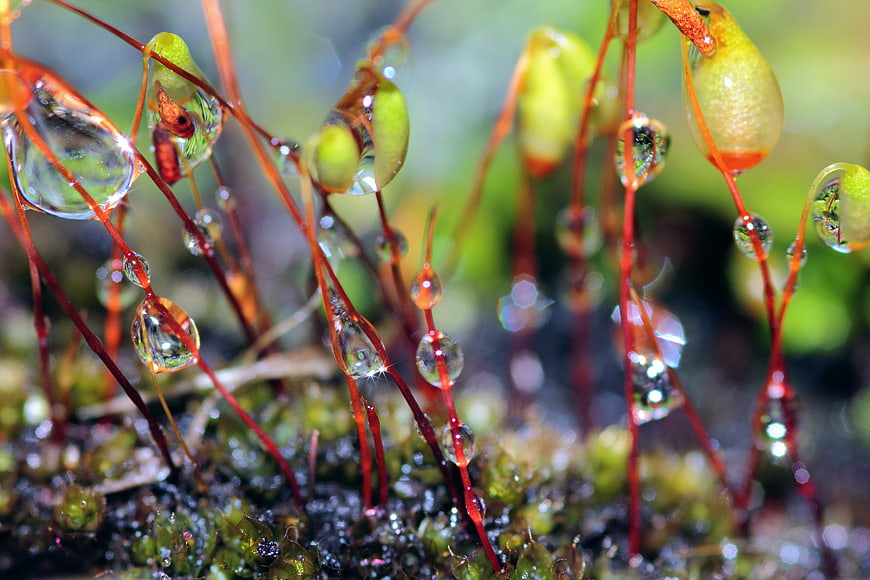 Macro Photography of Moss with Water Droplets