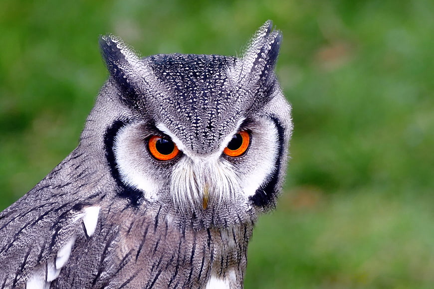 Close-up portrait of a Southern White-faced Owl with orange eyes