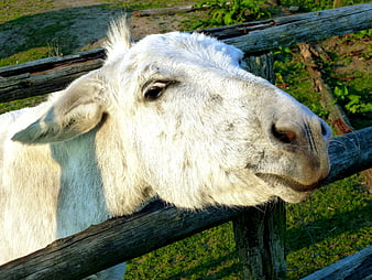 Close-up of a white goat resting its head on a wooden fence