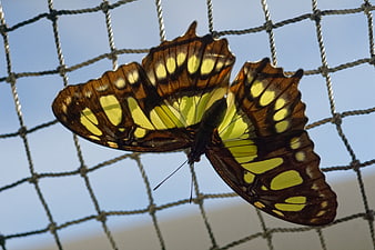 Malachite butterfly on mesh net against blue sky