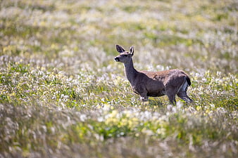 Young Roe Deer Standing in Wildflower Meadow