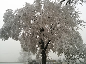 Frost-covered tree in a winter landscape