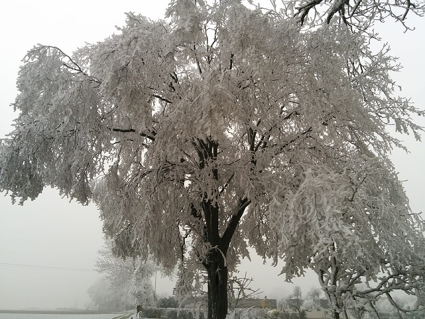 Frost-covered tree in a winter landscape