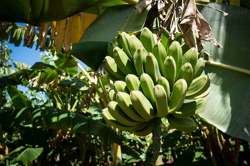 Bunch of green unripe bananas growing on a tropical tree
