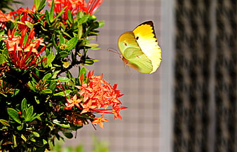 Yellow butterfly hovering near vibrant red flowers with green foliage