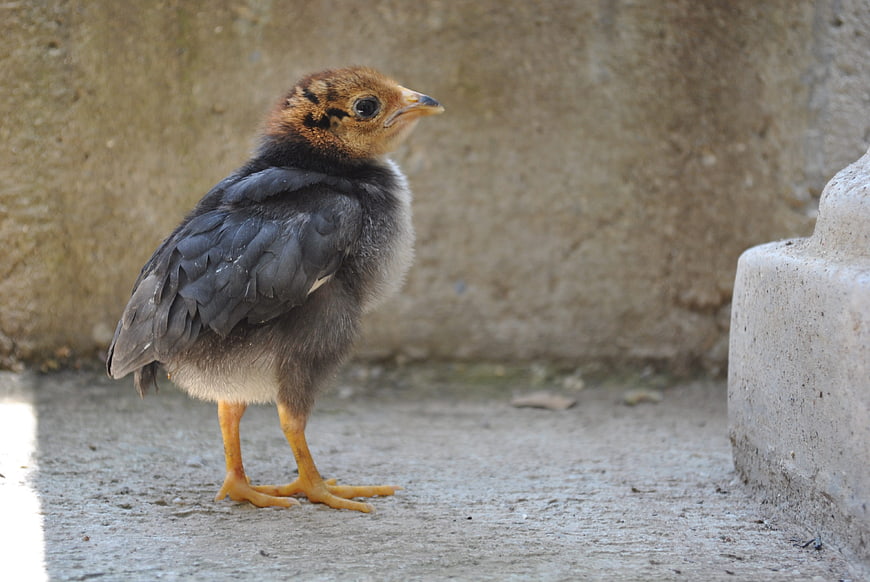 Cute baby chick standing on concrete ground
