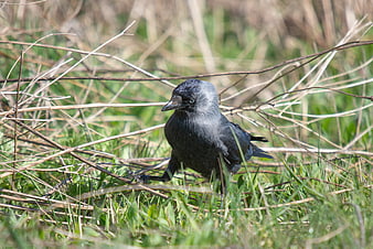 Jackdaw bird walking in grass and dry twigs