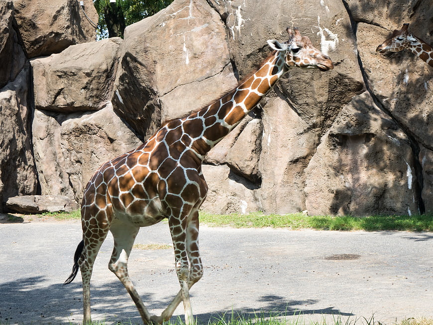 Giraffe walking in zoo enclosure with rock background