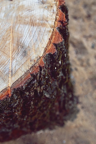 Close-up of cut tree trunk with bark texture