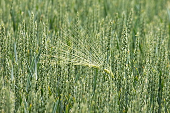 Close-up of green barley stalks in a field