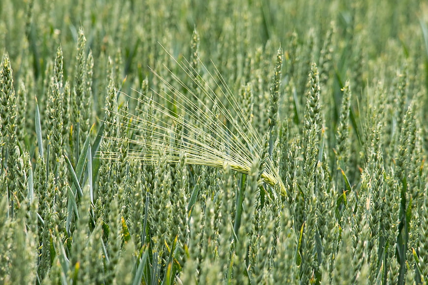 Close-up of green barley stalks in a field