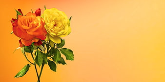 Orange and yellow roses with green leaves on a warm gradient background