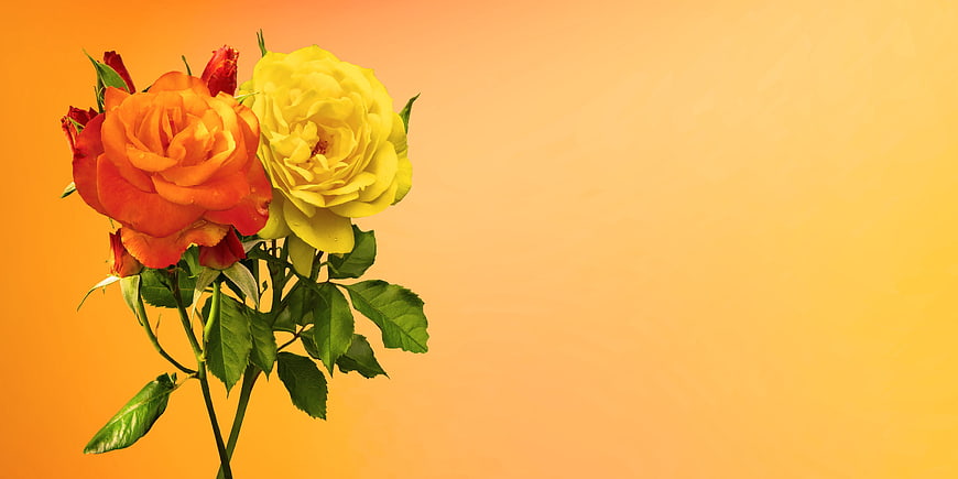 Orange and yellow roses with green leaves on a warm gradient background