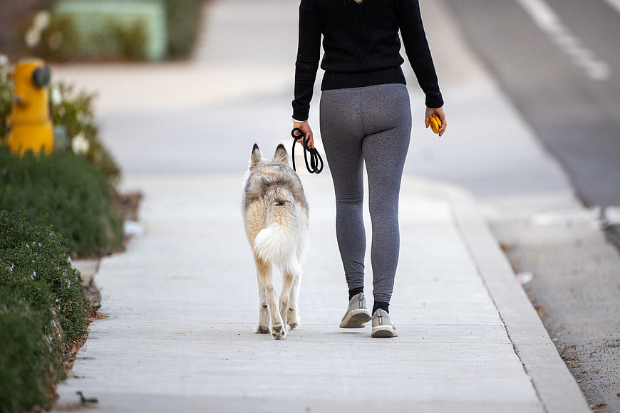 Woman Walking Husky Dog on Sidewalk