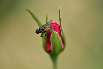 Close-up of a fly on a pink rose bud