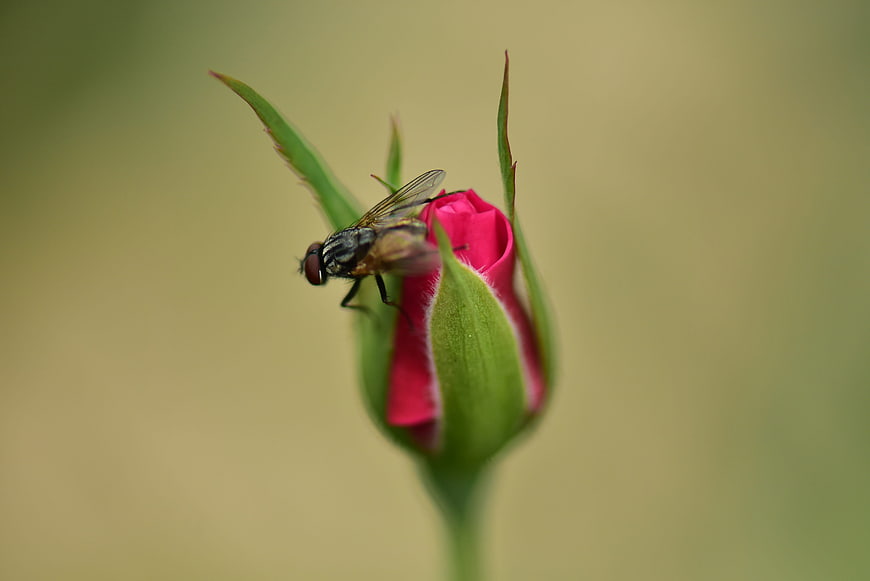 Close-up of a fly on a pink rose bud